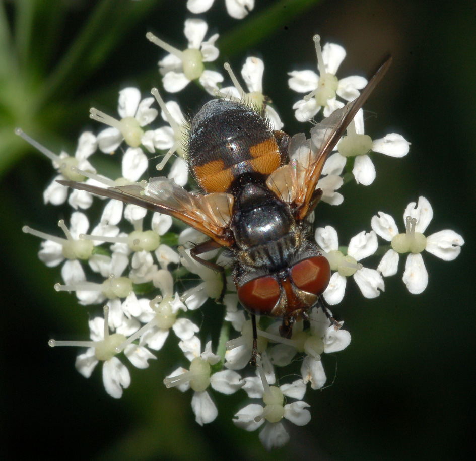 tachinidae