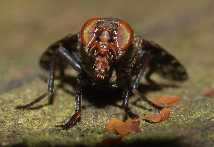 platystoma...