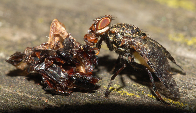 Platystoma sp. (Platystomatidae)
