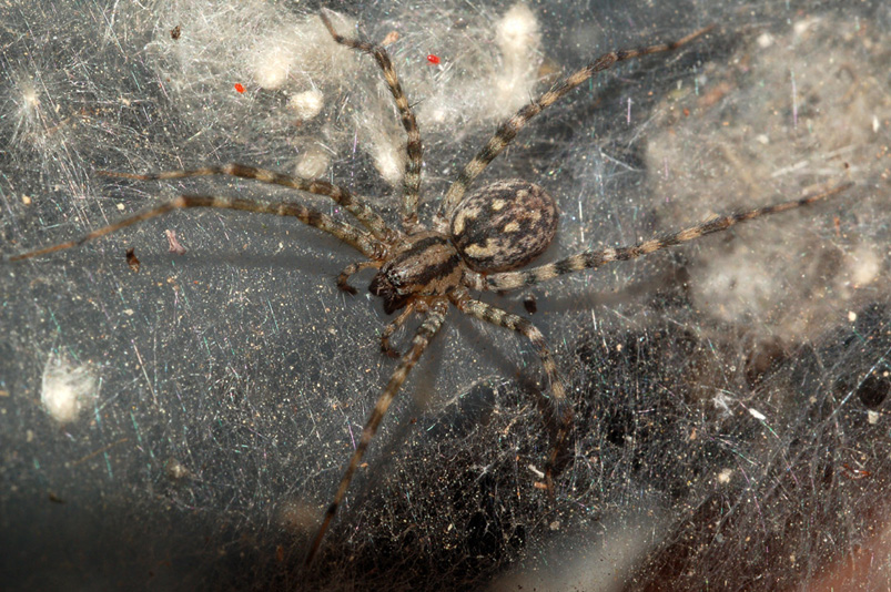 Malthonica sp. o Tegenaria sp.