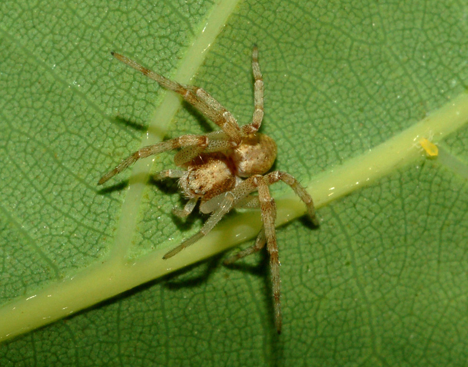 Philodromus sp.
