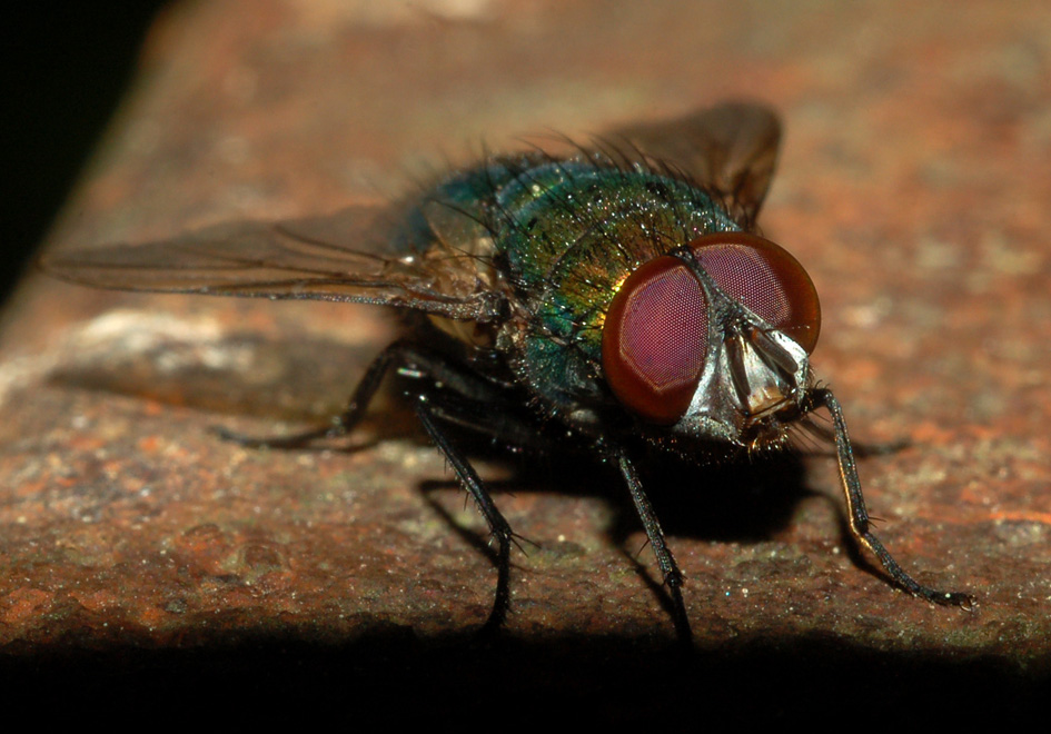 Lucilia caesar M (Calliphoridae).