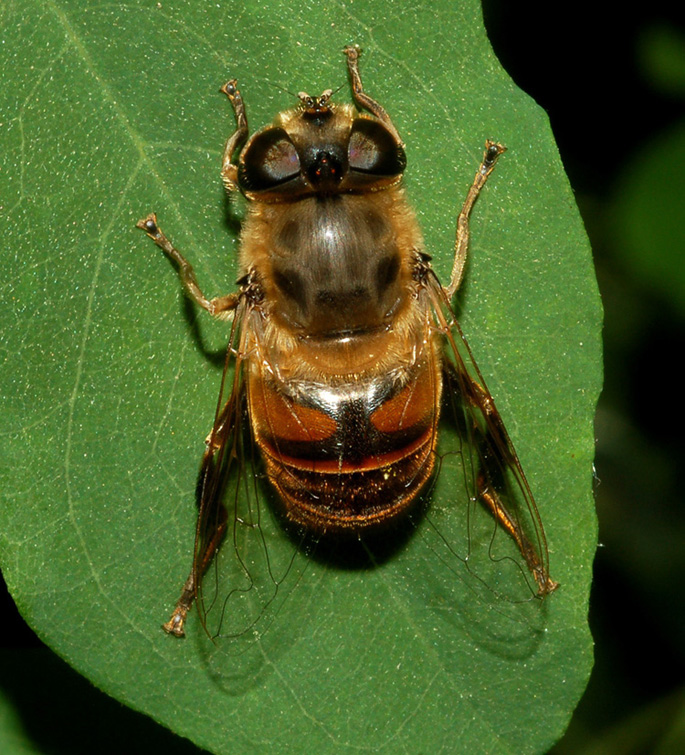 quale eristalis?
