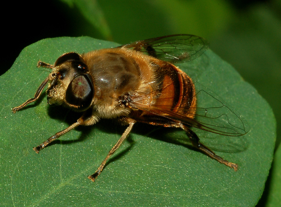 quale eristalis?