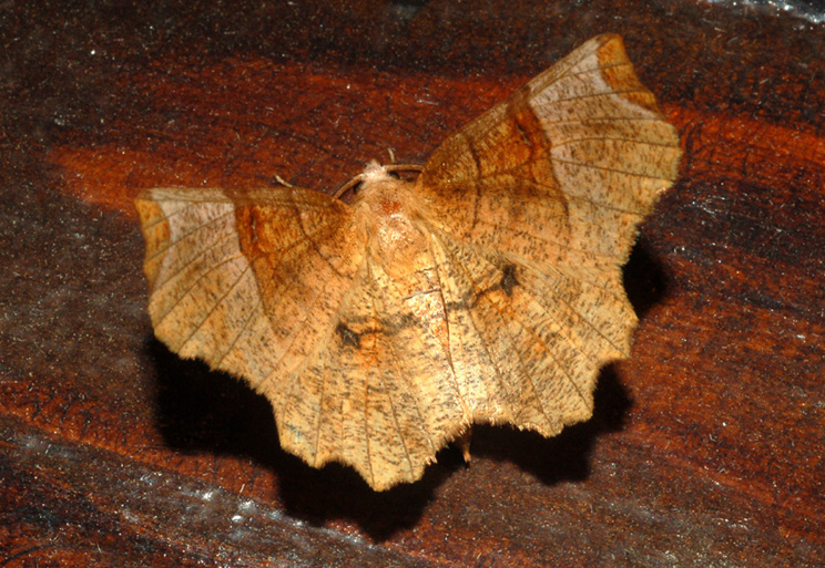 aiuto id - Selenia lunularia