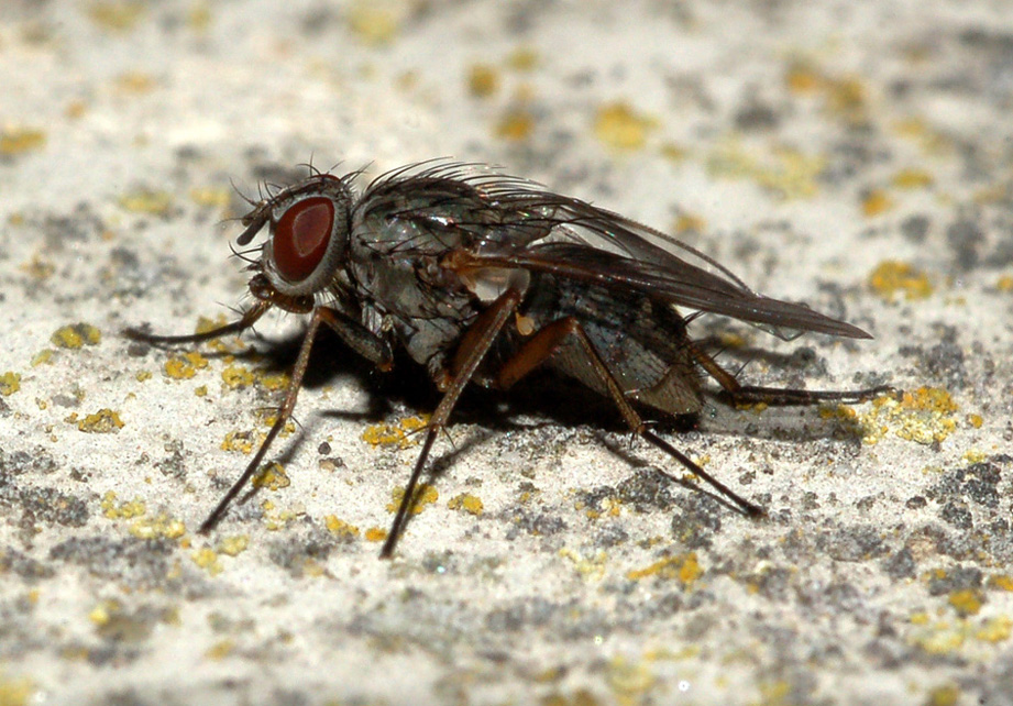Phaonia sp. F (Muscidae)