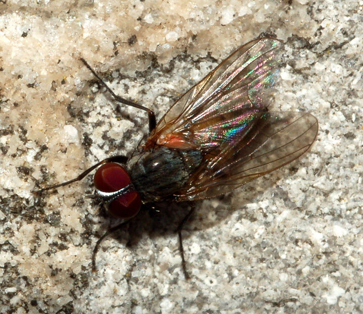 Fannia canicularis M (Fannidae)