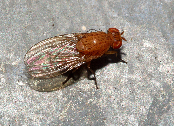 Minettia sp. (Lauxaniidae).