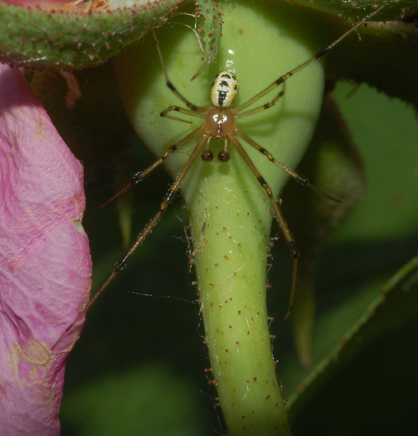 pholcidae colorato?