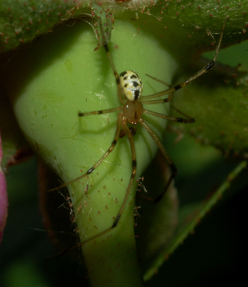 pholcidae colorato?