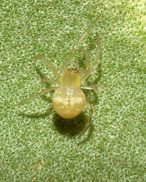 Paidiscura pallens
