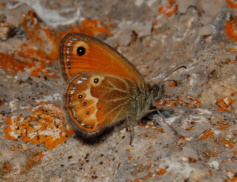 coenonympha corinna: 1 di sicuro, l'' altra?...