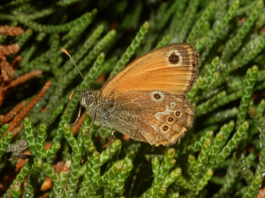 coenonympha corinna: 1 di sicuro, l'' altra?...