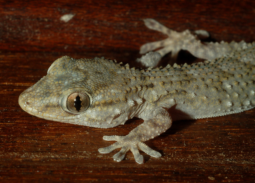 forse il solito geco?...