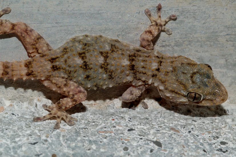 forse il solito geco?...