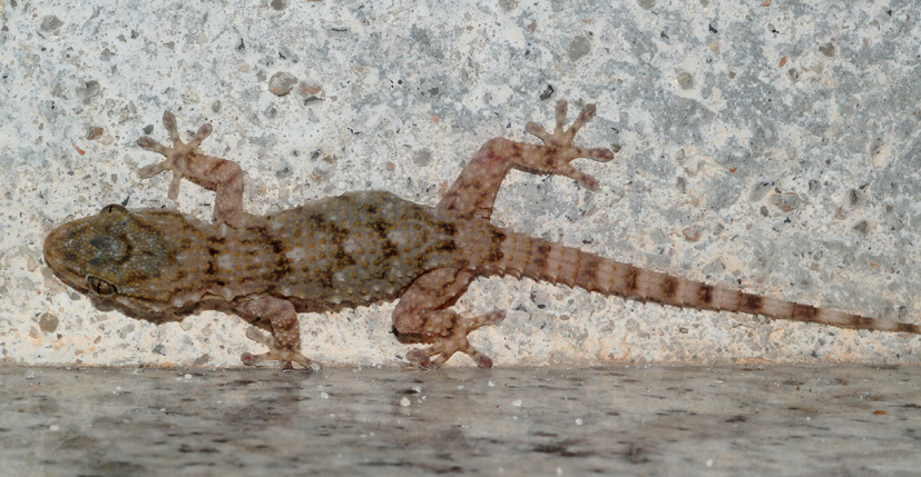 forse il solito geco?...