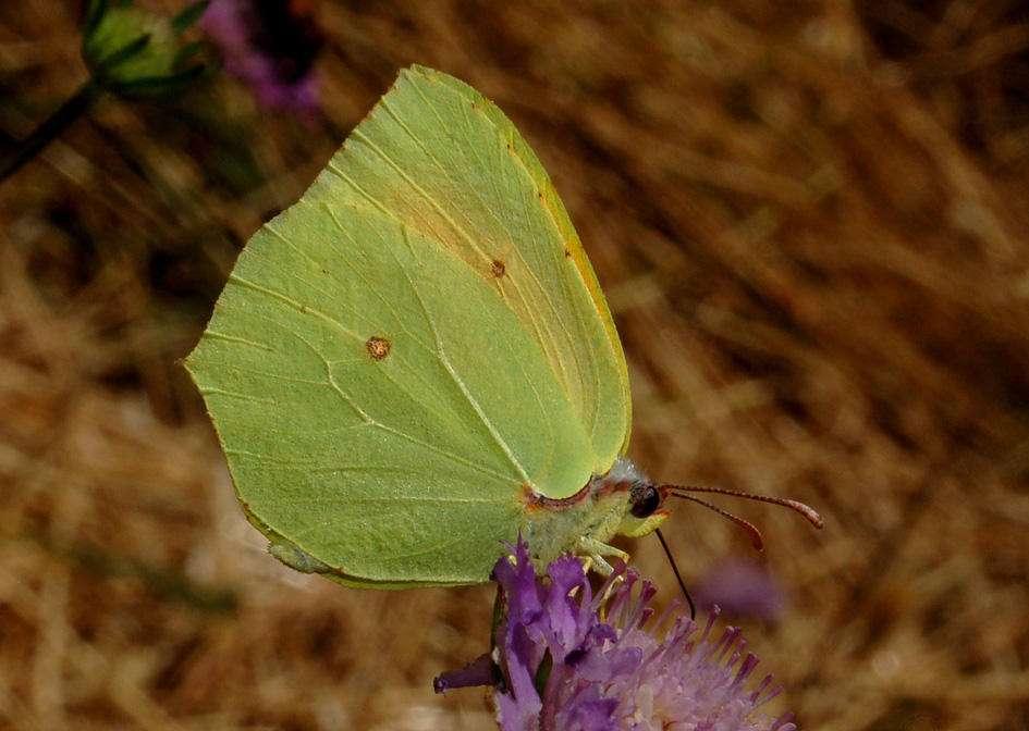 gonepteryx.....sarda - Gonepteryx cleopatra