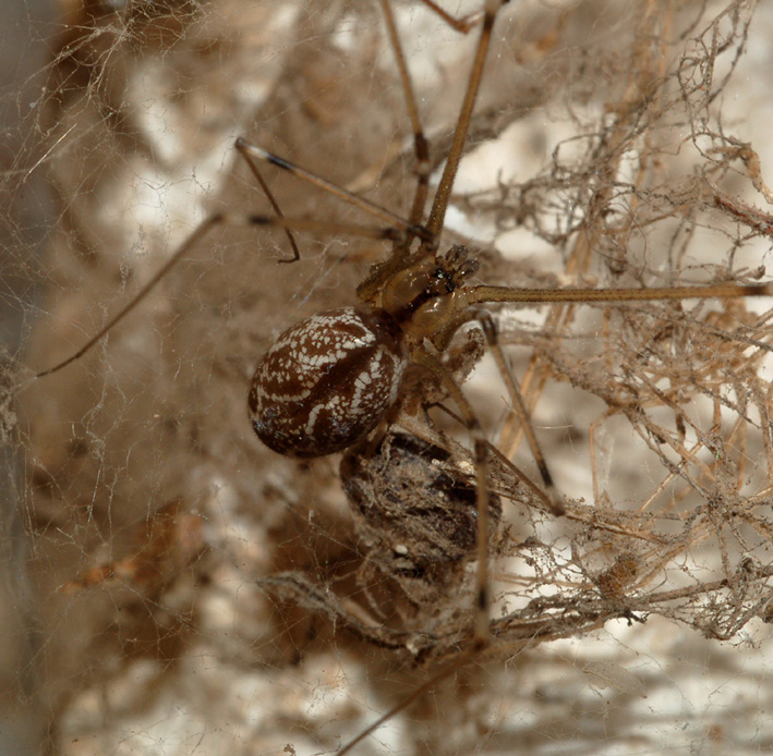 Holocnemus pluchei