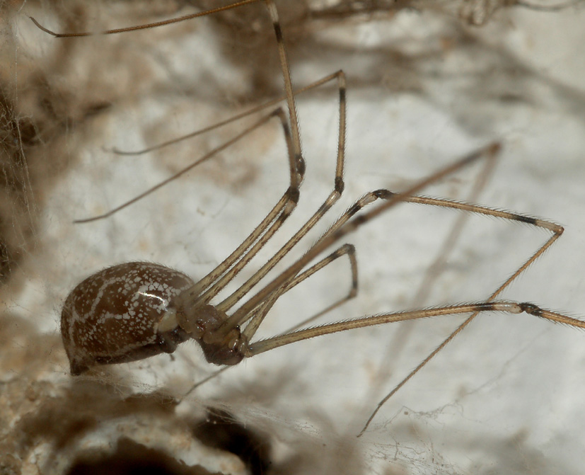 Holocnemus pluchei