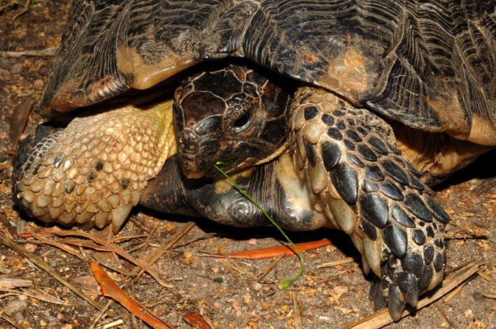 conferma classificazione
