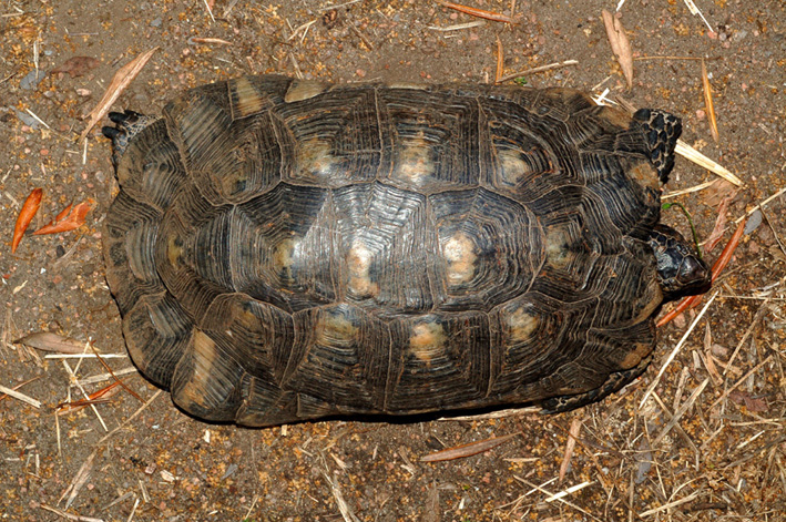 conferma classificazione