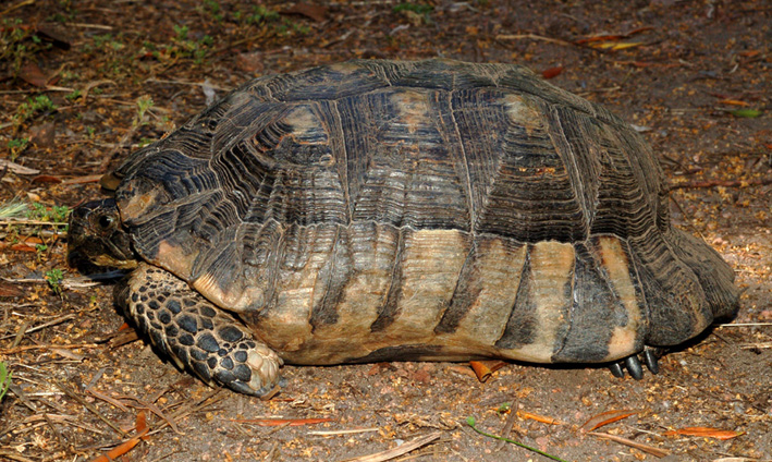 conferma classificazione