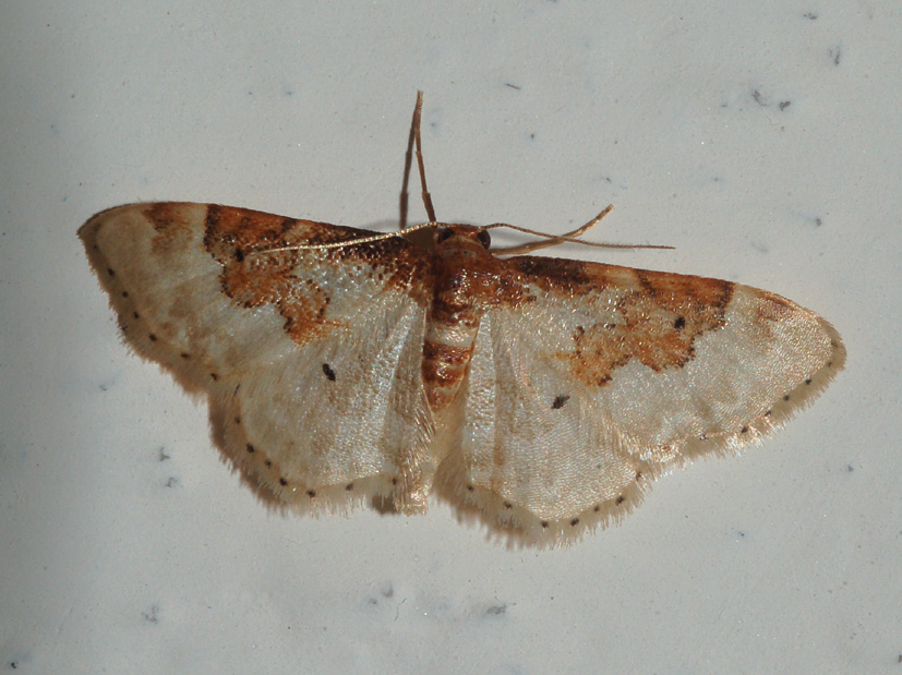 qualcuno ha idea di quale idaea? - Idaea rusticata