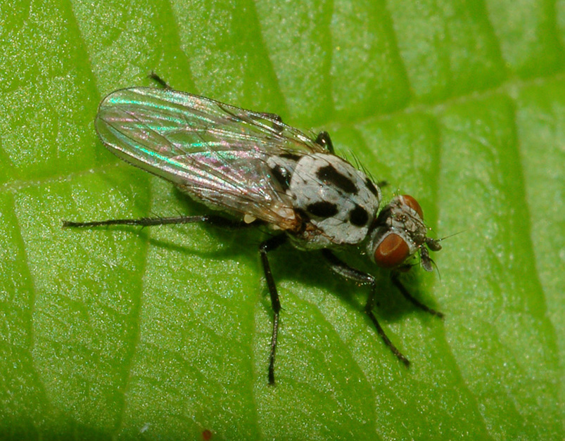 Anthomyia cf. pluvialis F (Anthomyiidae)