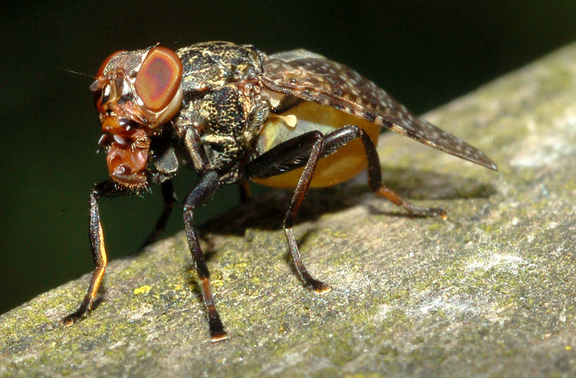 Platystoma sp. (Platystomatidae)