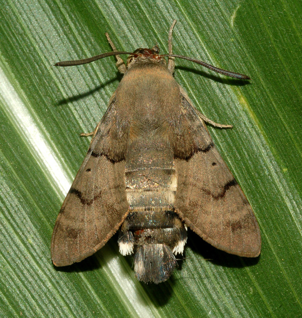 macroglossum stellatarum...immobile!