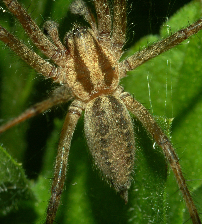 Agelena sp.