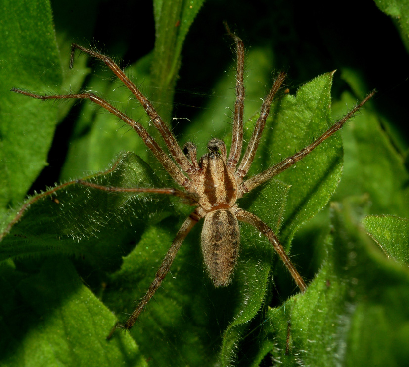Agelena sp.
