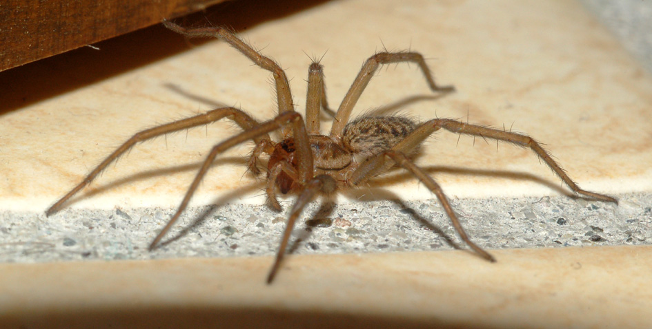 agelenidae?