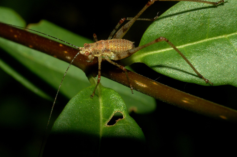 Stadi giovanili di Phaneroptera nana