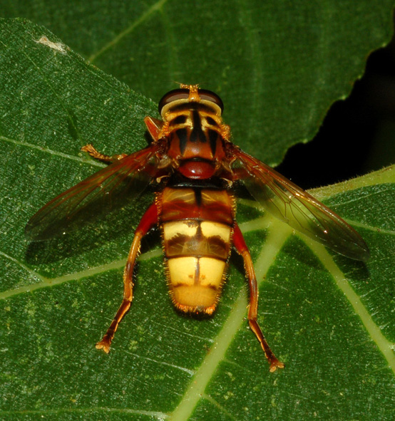 sembrava un calabrone: Milesia crabroniformis (Syrphidae)