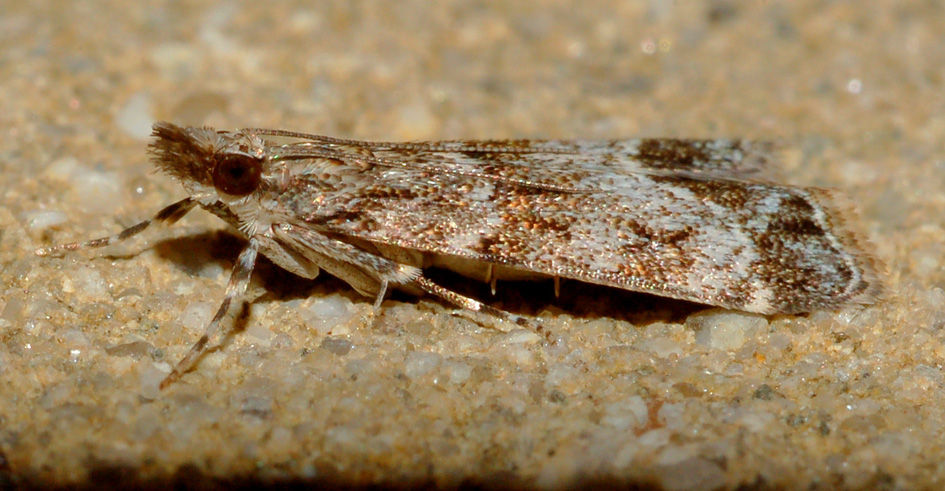 aiuto id - crambidae? - Eudonia mercurella