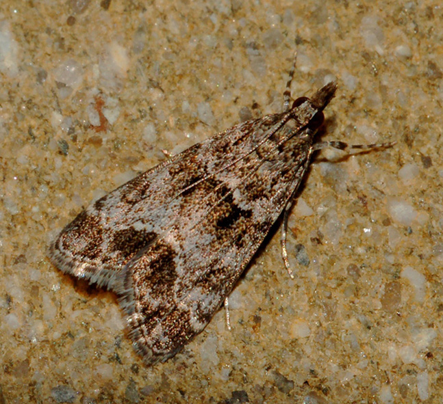 aiuto id - crambidae? - Eudonia mercurella