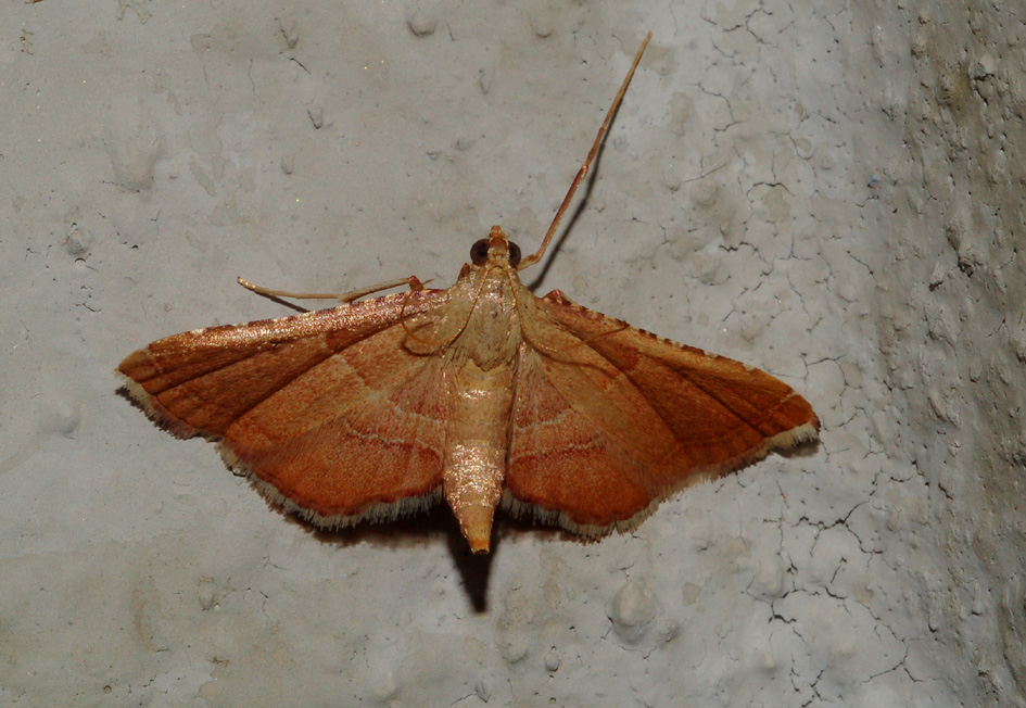 geometride - aiuto id - Endotricha flammealis