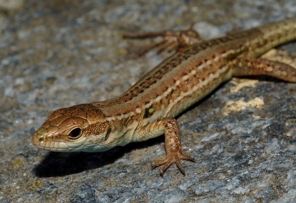 giovane lucertola - podarcis?