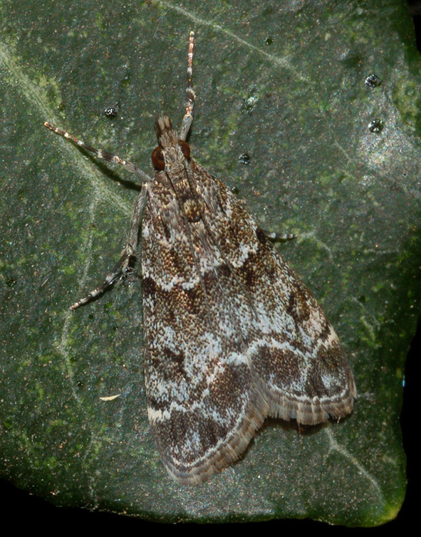 aiuto id - Eudonia mercurella