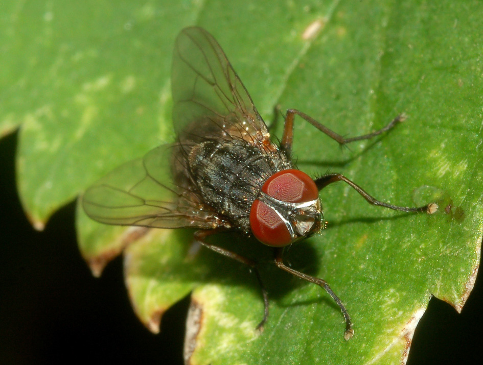 Muscina stabulans (Muscidae).