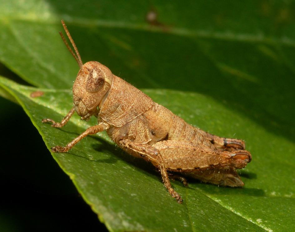 Pezotettix giornae