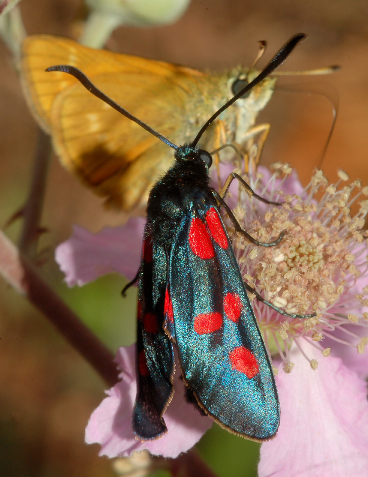 zygaena.... - Zygaena lonicerae