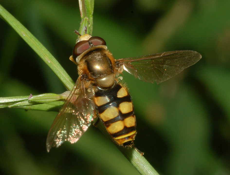 conferma id: eupeodes? (syrphidae)
