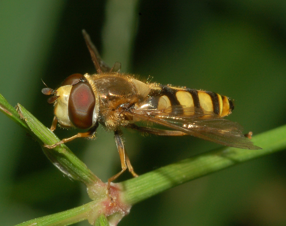 conferma id: eupeodes? (syrphidae)