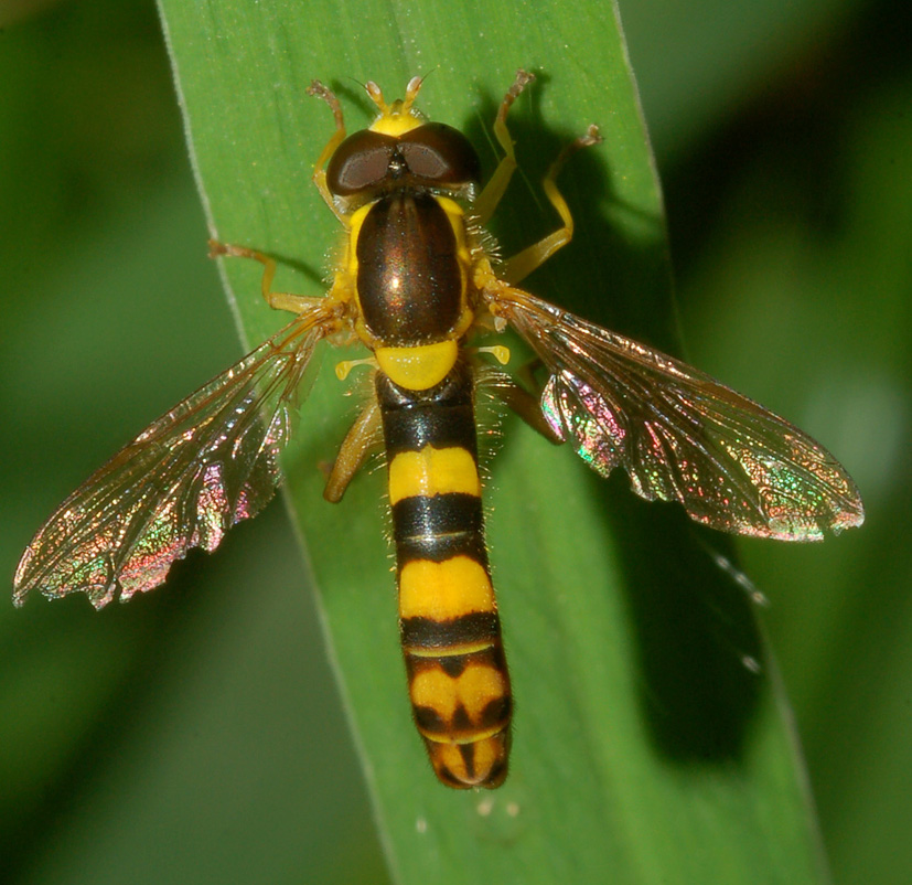 Sphaerophoria scripta M (Syrphidae)