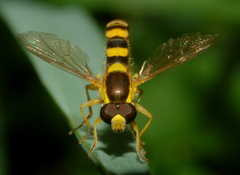 Sphaerophoria scripta M (Syrphidae)