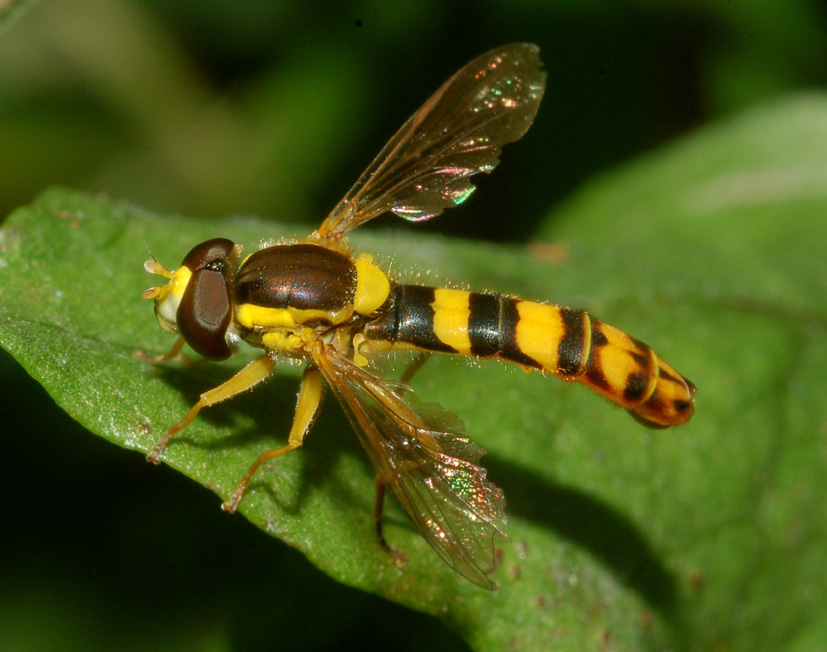 Sphaerophoria scripta M (Syrphidae)