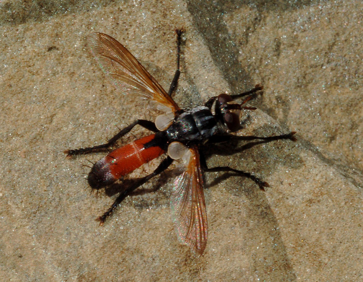 Cylindromyia sp. (Tachinidae)
