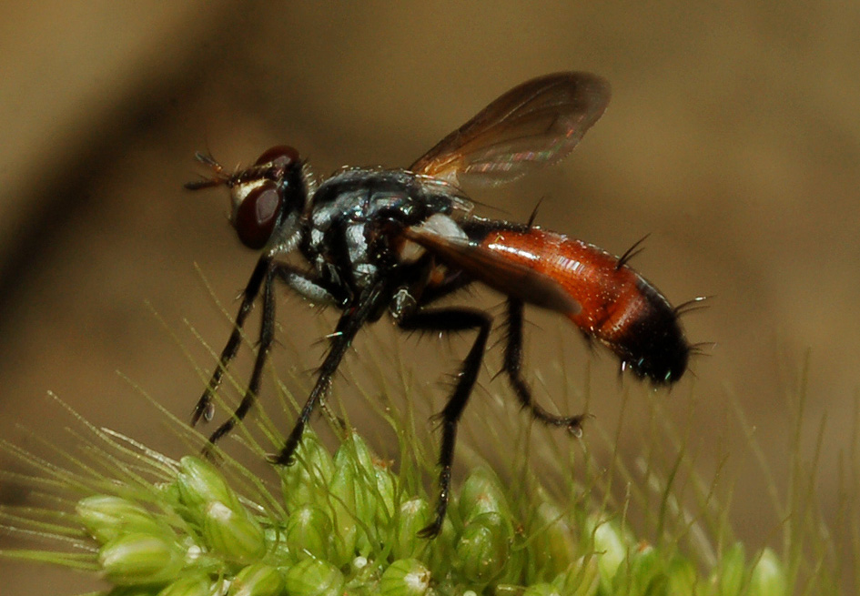 Cylindromyia sp. (Tachinidae)